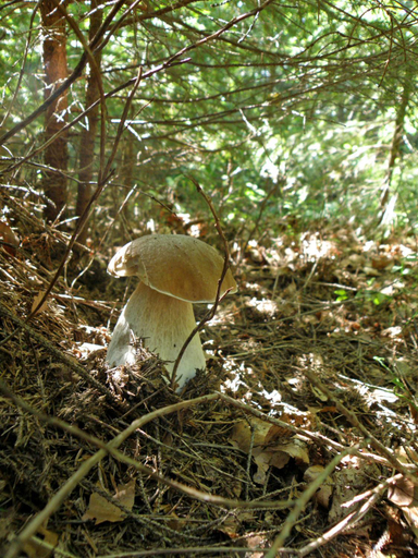 Others 3, Salamandra Village, Skolivs'kyi