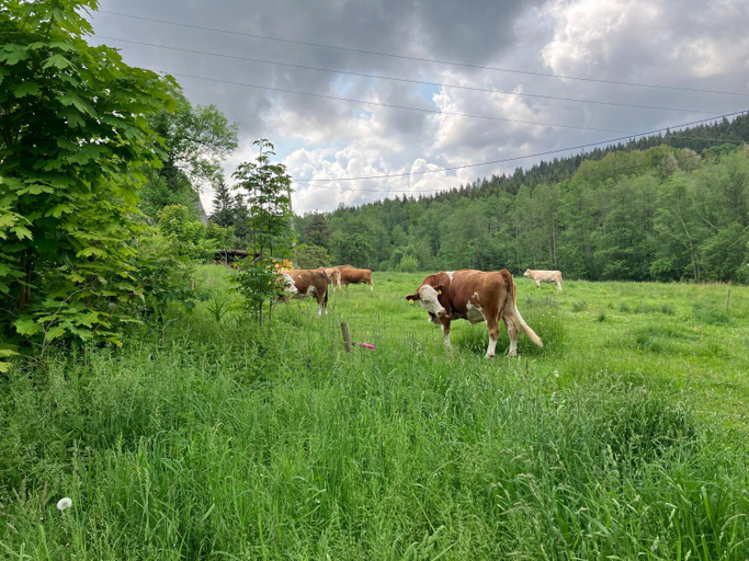 Others 3, Roubenka U Andelu, Sumava, Klatovy