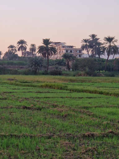 Others 4, Farida Djorf Palce, Luxor