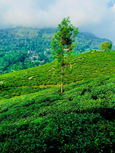 Others 2, Tea And Sky, Idukki