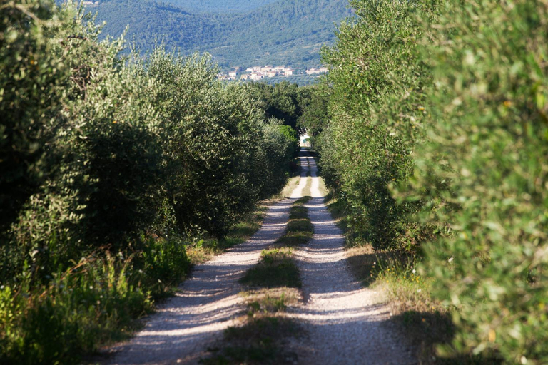 Others 5, Borgo Iris - Wine Farm in Cortona, Arezzo