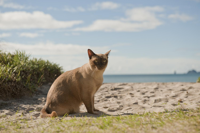 Others 2, Beachfront Resort, Thames-Coromandel