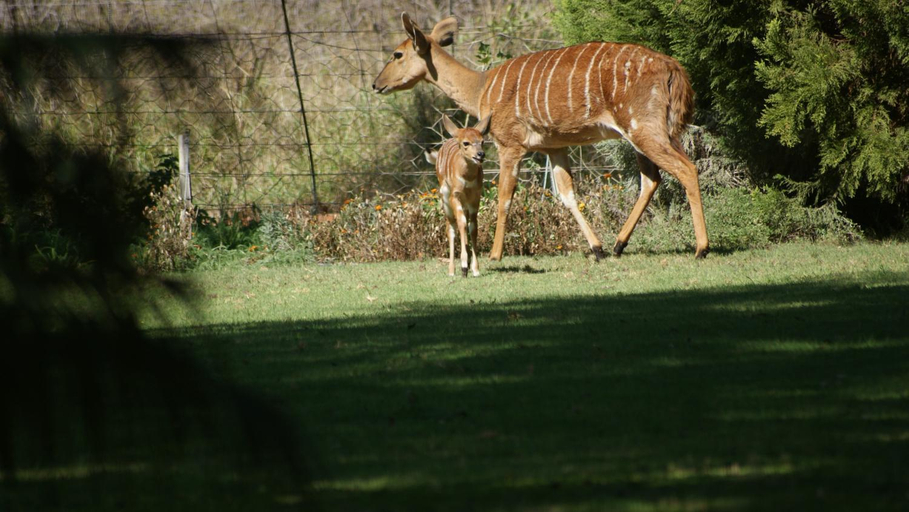 Others 5, Weltevreden Country Guest Lodge, Waterberg
