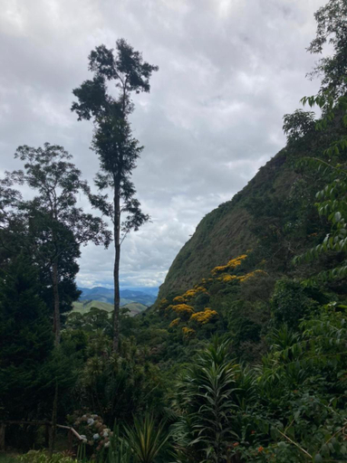 Others 2, Chales Bamboo Jungle, Petrópolis