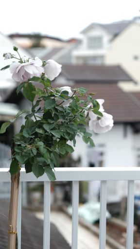 Others 4, TUTU House, Đà Lạt