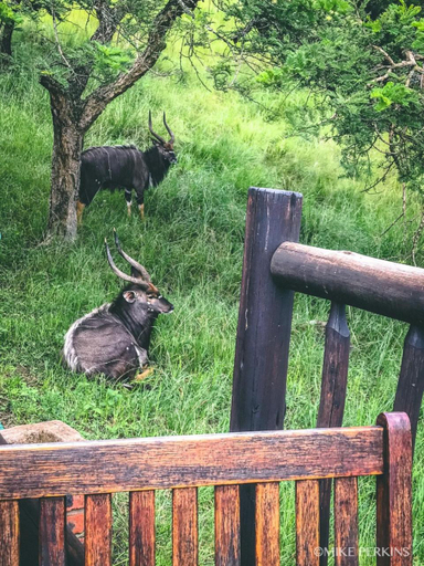 Others 3, Bonnie View Game Lodge, Umgungundlovu