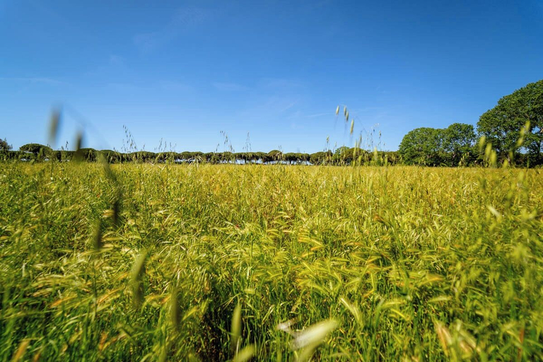 Agriturismo Bio Femminella, Grosseto