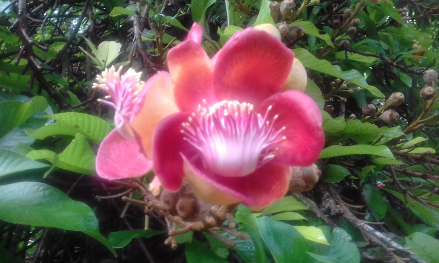 Others 4, Marari Bethsaida Homestay, Alappuzha