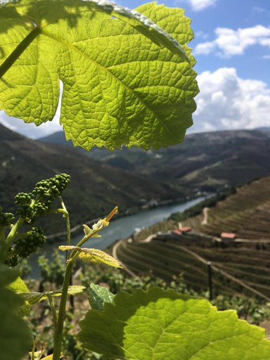 Others 3, Hostel Douro Backpackers, Alijó