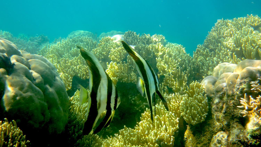 Others 4, Evis Resort at Nggatirana Island, Nono