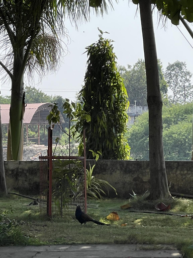 Others 3, Tekri farms and retreat, Ujjain