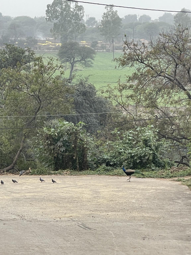 Others 5, Tekri farms and retreat, Ujjain