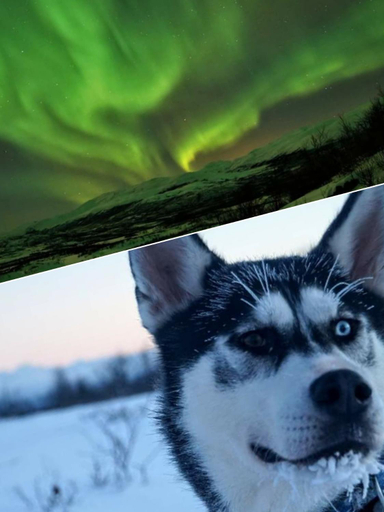 Others 2, Abisko net Hostel & Huskies, Kiruna