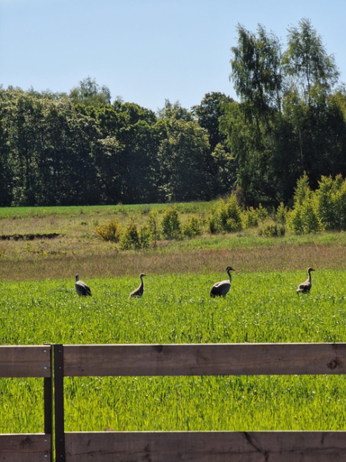 Others 3, Zurawi Las, Lębork