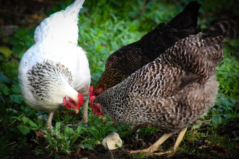 Food & Drinks 2, Brambling Fields B&B and Cottages, North Yorkshire