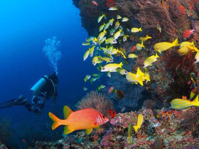 Others 5, Unwind Dhigurah