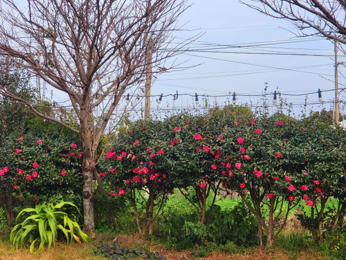 Others 4, There Bengdi, Jeju