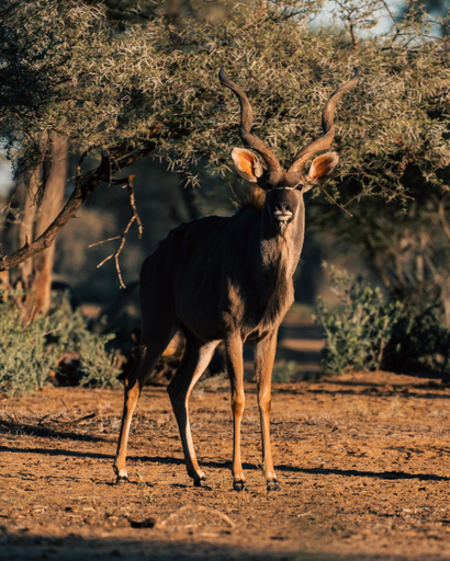 Others 4, Omaruru Game Lodge, Omaruru
