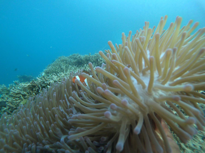 Others 1, Yef Kabu Guest House, Raja Ampat