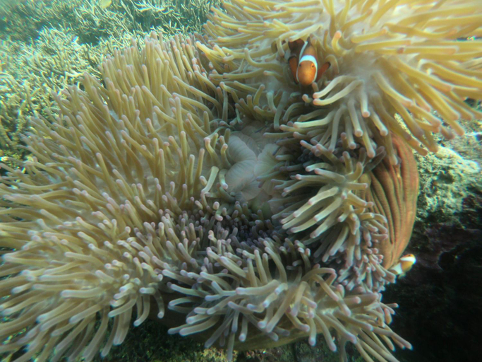 Others 2, Yef Kabu Guest House, Raja Ampat