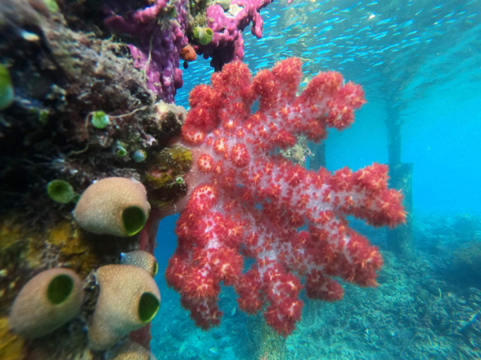 Others 5, Yef Kabu Guest House, Raja Ampat