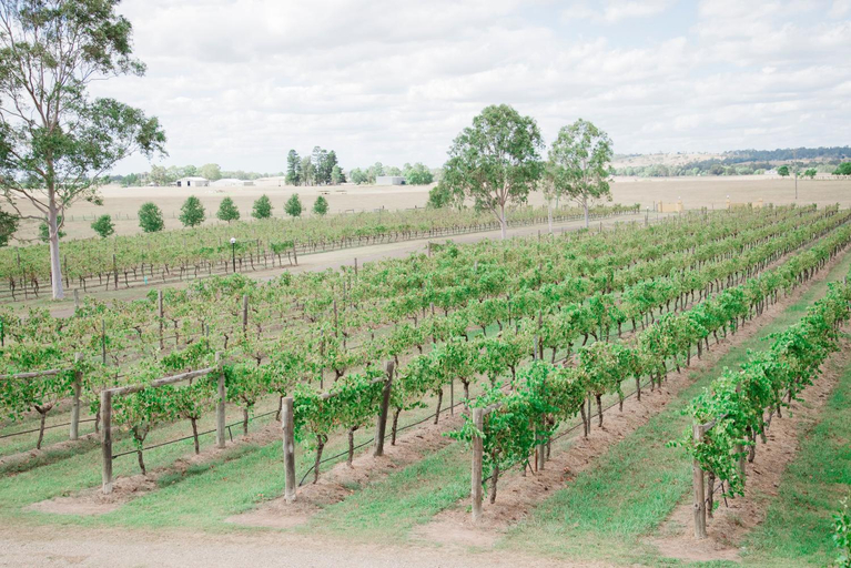 Others 4, Tranquil Vale Vineyard, Maitland