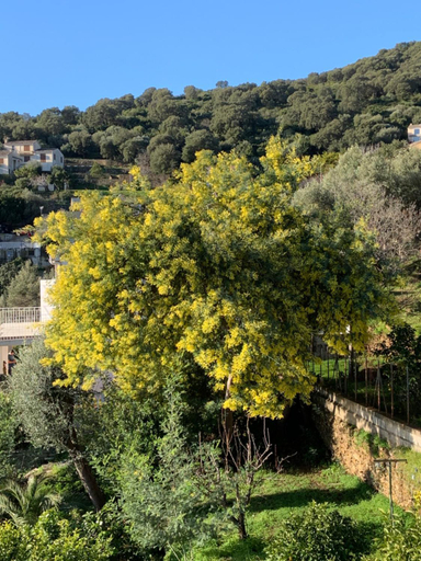 Surrounding environment 3, vita nova, Haute-Corse
