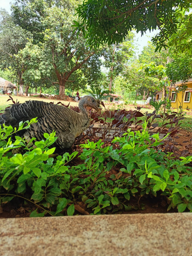 Others 4, Similipal Prakruti Nivas, Mayurbhanj