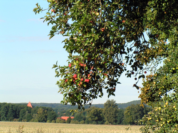 Others 4, Hof Sorgenlos, Mecklenburgische Seenplatte