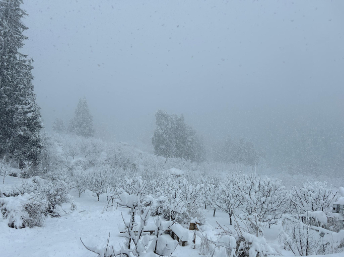 View 5, Woodstock Villa, Kullu