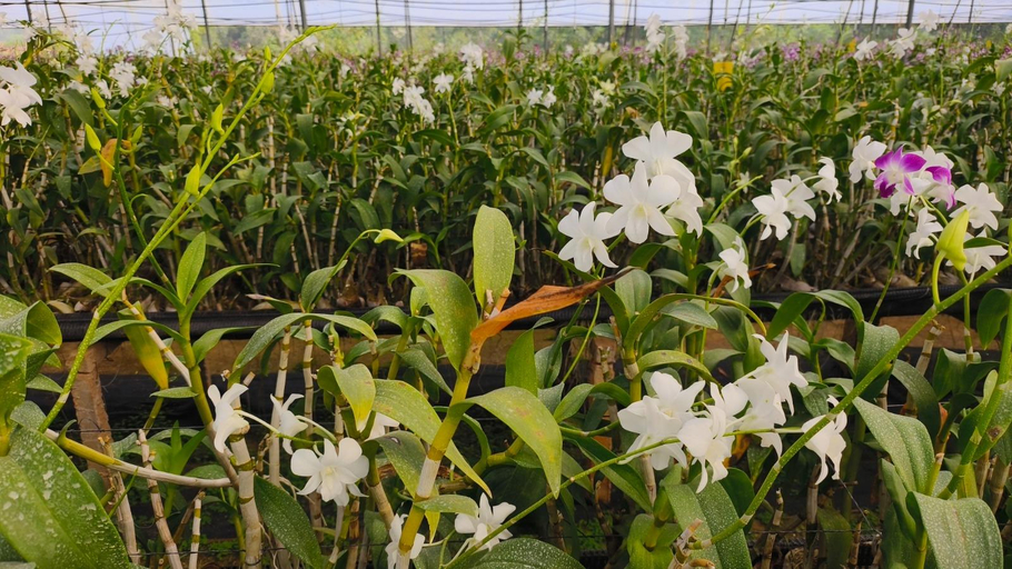 Others 4, NH16 Farmstay, Nayagarh