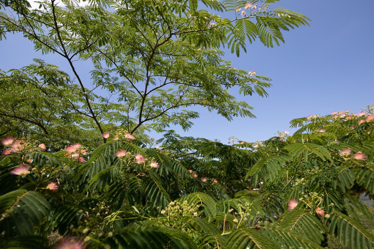 Garden 2, Agallis Corfu Residence, Ionian Islands