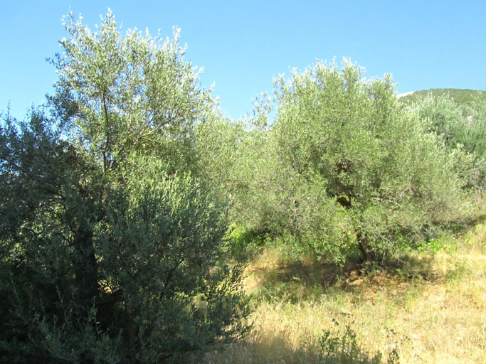 Others 4, Villa Nuredinaj, Vlorës