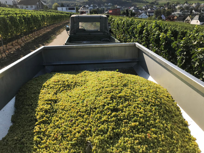 Others 5, Gastehaus und Weingut Bernd Frieden, Trier-Saarburg