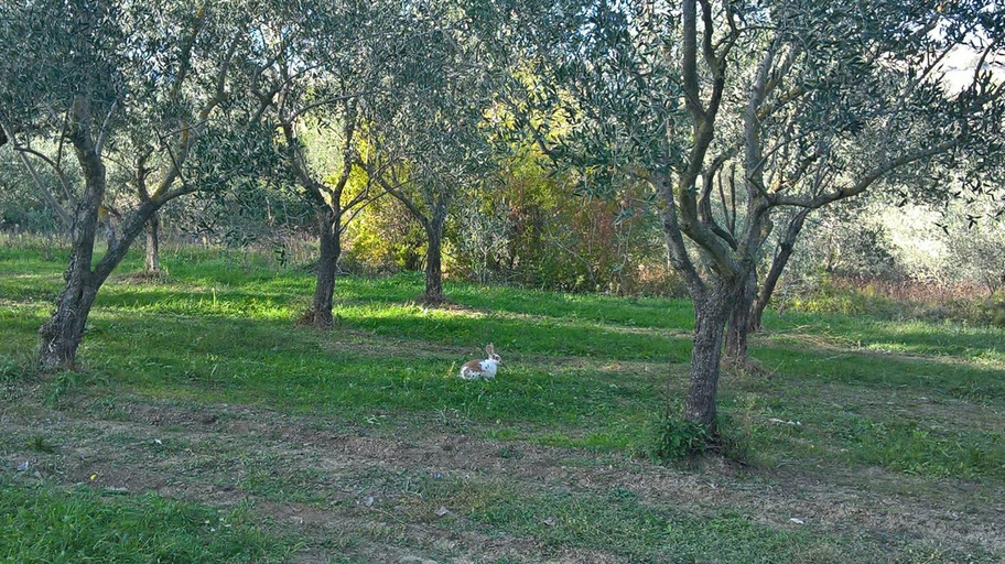 Others 5, B&B RIPALTA, Forli' - Cesena