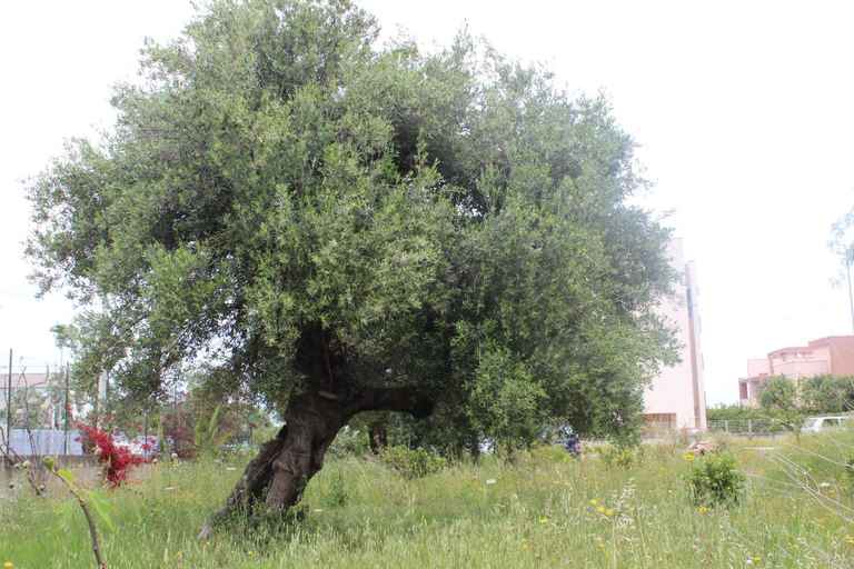 Others 5, B&B Flower House, Brindisi