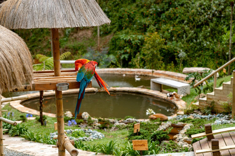 3, Zen Medellin MAYA, Rionegro