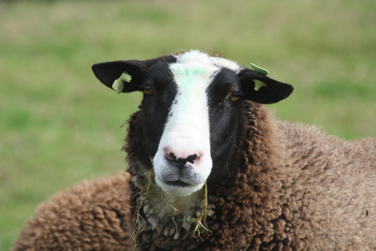 Others 4, Logerenbijonsz, Oss