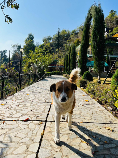 Others 4, Green Lodge Farmstay by Highland Monk, Shimla