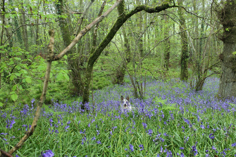 Others 3, Mincombe Barn Bed & Breakfast, Devon