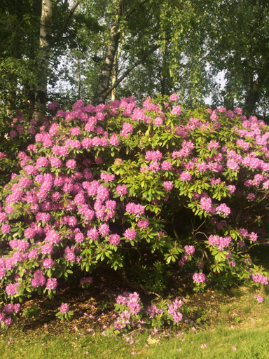 Others 2, Swedish Idyll, Falkenberg