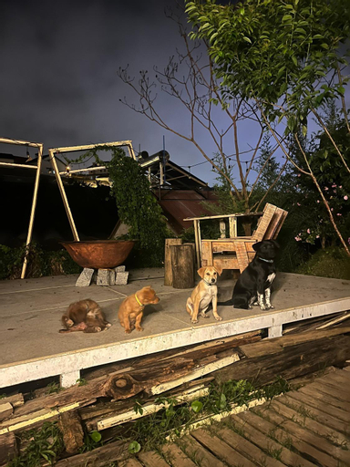The Burrow Dalat, Đà Lạt