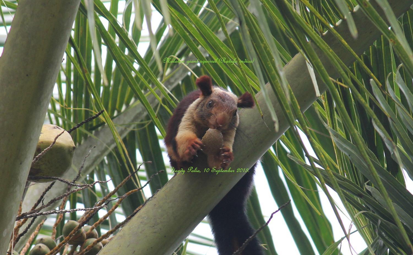 Others 5, Woodside Homestay Wayanad, Wayanad