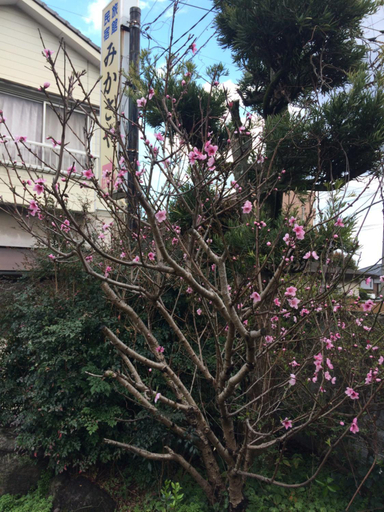 Others 5, Ryokan Mikasaya, Beppu