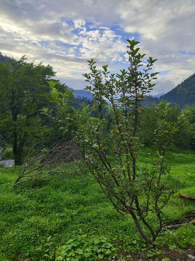 Others 3, the farm cottages, Kullu