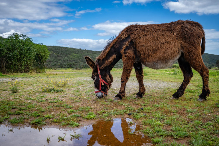 Others 3, Burro Ville by Host Wise, Portimão