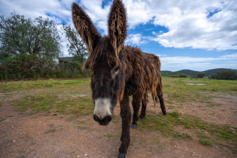 Others 4, Burro Ville by Host Wise, Portimão