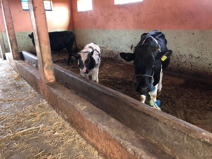 Others 5, Ferme de Saba, Khémisset
