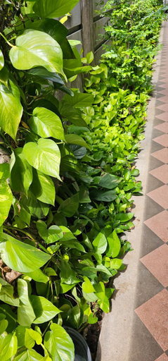 Others 4, Pakin house, Nua Khlong