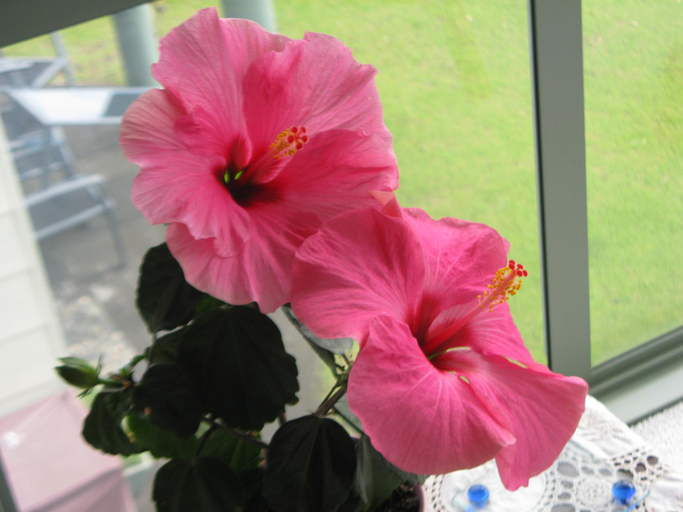 Others 3, Hibiscus Bed & Breakfast, Western Bay of Plenty